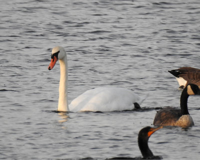 Swans 0042 copy.jpg