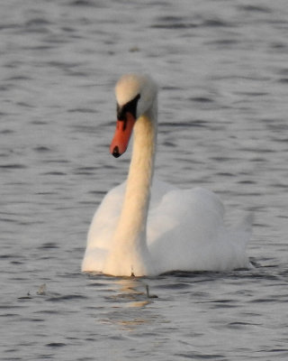 Swans 0043 copy.jpg