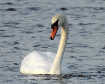 Swans 0046 copy.jpg