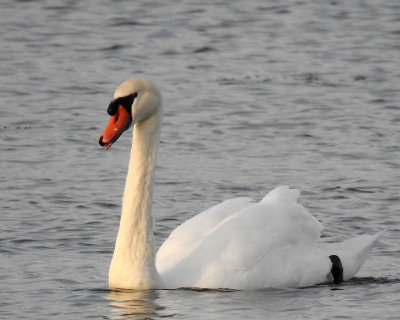 Swans 0058 copy.jpg