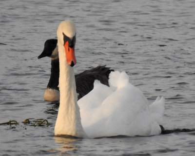 Swans 0059 copy.jpg