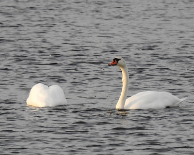 Swans 0067 copy.jpg