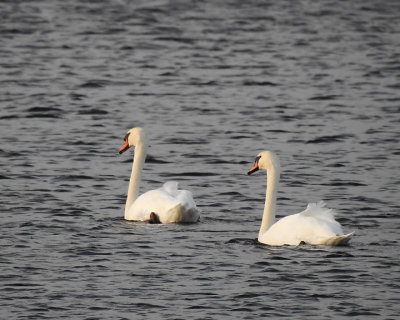 Swans 0077 copy.jpg