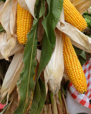 Kingston Farmers Market 3617 copy.jpg