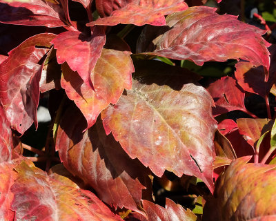 Leaf Peeping 4017 copy.jpg