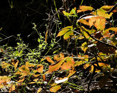 Leaf Peeping 4034 copy.jpg