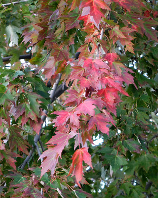 Leaf Peeping 3726 copy.jpg