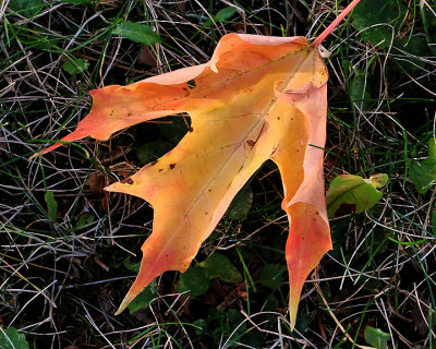 Leaf Peeping 3937 copy.jpg