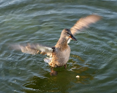 Mallards 3448 copy.jpg