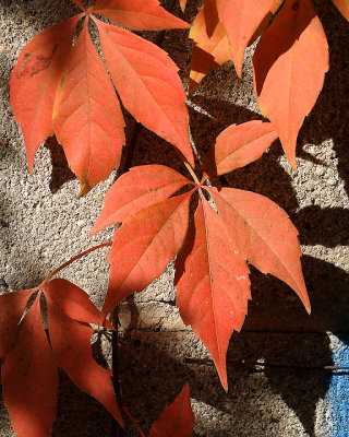 Leaf Peeping 6035 copy.jpg