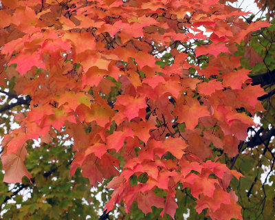Leaf Peeping 6169 copy.jpg