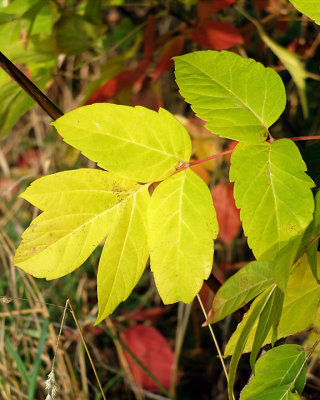 Leaf Peeping 6403 copy.jpg