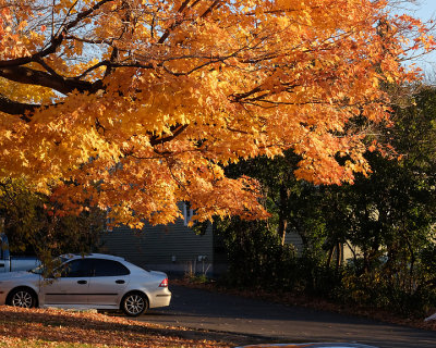 Leaf Peeping 6427 copy.jpg