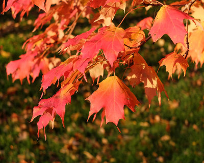 Leaf Peeping 6431 copy.jpg