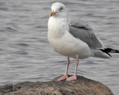 Herring Gull 0010 copy.jpg