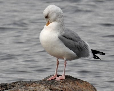 Herring Gull 0011 copy.jpg