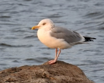 Herring Gull 0063 copy.jpg