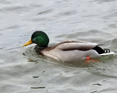 Mallards 0113 copy.jpg