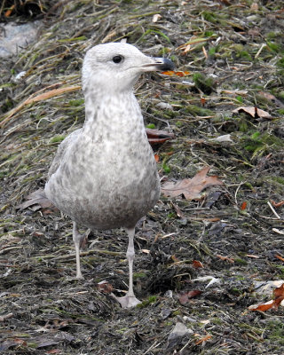 Ring-billed Gull 0028 copy.jpg