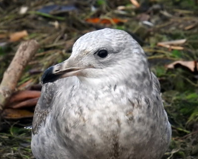 Ring-billed Gull 0126 copy.jpg