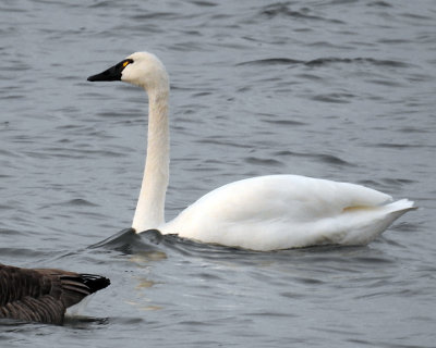 Tundra Swans 0016 copy.jpg