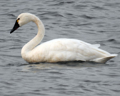 Tundra Swans 0022 copy.jpg