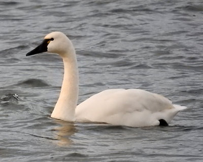 Tundra Swans 0073 copy.jpg