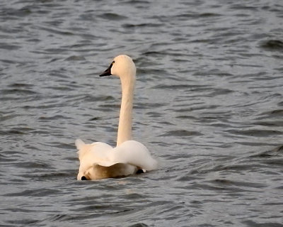 Tundra Swans 0078 copy.jpg