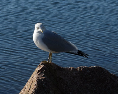 Ring-billed Gull 6739 copy.jpg