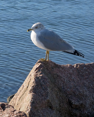 Ring-billed Gull 6741 copy.jpg