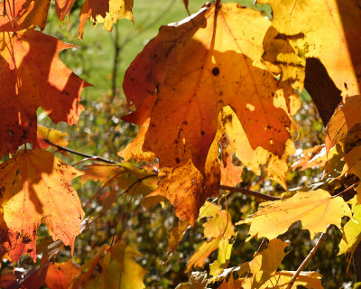 Leaf Peeping 6679 copy.jpg