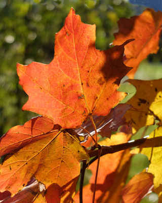 Leaf Peeping 6682 copy.jpg