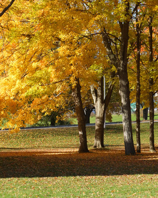 Leaf Peeping 6707 copy.jpg