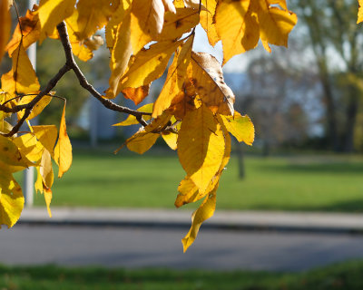 Leaf Peeping 6720 copy.jpg