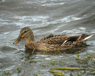 Mallards 00292 copy.jpg