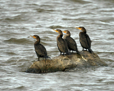 Cormorants 00288 copy.jpg