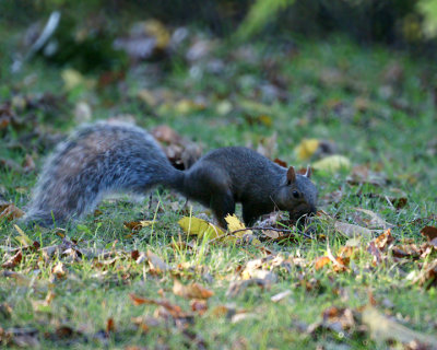 Gray Squirrel 00361 copy.jpg