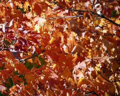 Leaf Peeping 00151 copy.jpg