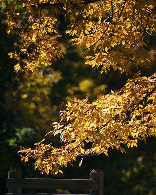 Leaf Peeping 00179 copy.jpg