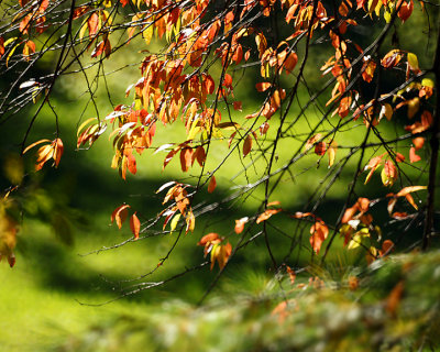 Leaf Peeping 00207 copy.jpg