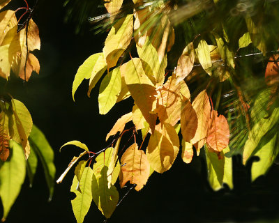 Leaf Peeping 00208 copy.jpg
