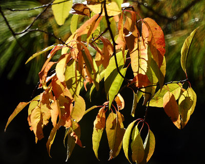 Leaf Peeping 00210 copy.jpg