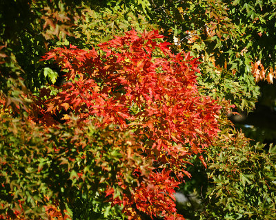 Leaf Peeping 00259 copy.jpg