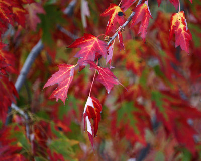 Leaf Peeping 00277 copy.jpg