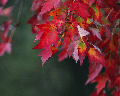 Leaf Peeping 00285 copy.jpg