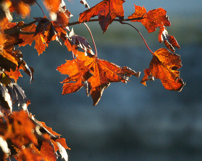 Leaf Peeping 00352 copy.jpg