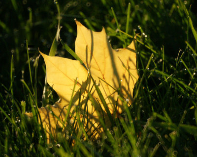 Leaf Peeping 00357 copy.jpg