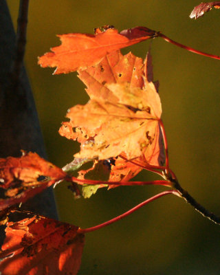 Leaf Peeping 00363 copy.jpg