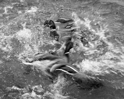 Mallards 8333 copy.jpg