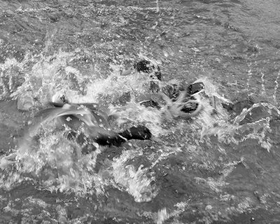 Mallards8335 copy.jpg